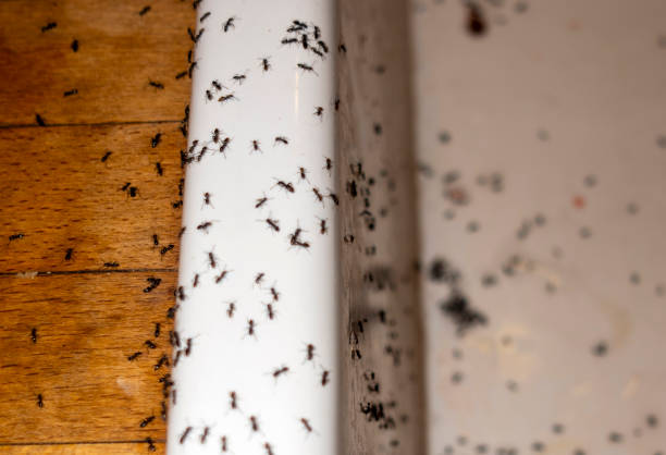 Wasp Removal Services in Bellingham, WA