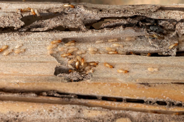 Best Pest Removal Services  in Bellingham, WA